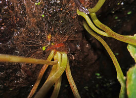 Impatiens acaulis, small tuberous base fixed to the seeping rock thanks to the narrow radiating adventitious roots, Sinharaja, Sri Lanka