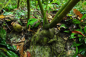 Impatiens adenioides, basally branched stems at the top of the tuberous base, Ranong, Thailand
