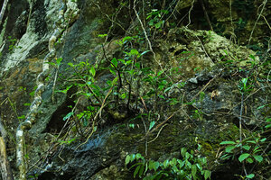 Impatiens adenioides emerging from a karst boulder in forest understory, Ranong, Thailand