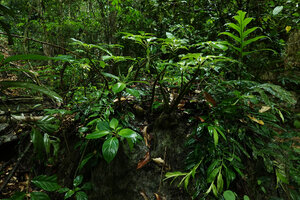 Impatiens adenioides habitat, at the surface of karst boulders, Ranong, Thailand