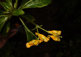 Impatiens adenioides, inflorescence, Ranong, Thailand