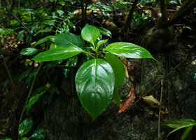 Impatiens adenioides, leaves, Ranong, Thailand