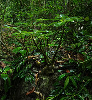 Impatiens adenioides on karst boulder, branched stems emerging from the top of the tuberous base, Ranong, Thailand