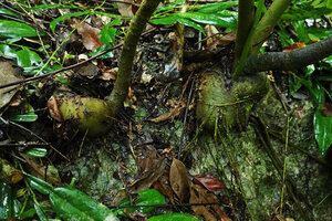 Impatiens adenioides, roots emerging from the tuber and covering the surface of the karst boulder, Ranong, Thailand