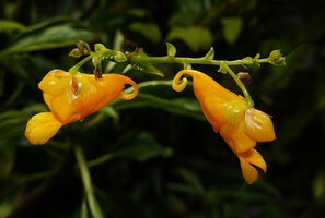 Impatiens adenioides, two flowers at anthesis, Ranong, Thailand