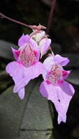 Impatiens ciliifolia, flowers at anthesis, Sinharaja, Sri Lanka