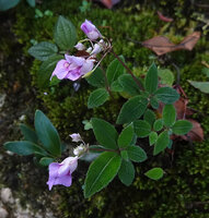 Impatiens ciliifolia, long inflorescence peduncle and flowers congested at the top, Sinharaja, Sri Lanka