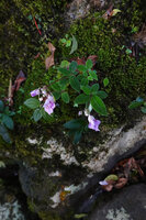 Impatiens ciliifolia on a mossy rock, Sinharaja, Sri Lanka