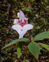 Impatiens ciliifolia, Sinharaja, Sri Lanka