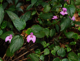 Impatiens cordata, flowers and leaf guttation throgh hydathodes, Munnar, Kerala, India