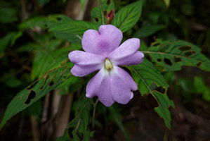 Impatiens hawkeri, flower in habitat, Rondon Ridge, 2000 m asl, Mount Hagen, Papua New Guinea