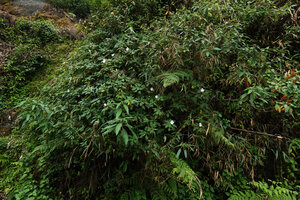 Impatiens henslowiana flowering on a seeping rock, Munnar, Kerala, India
