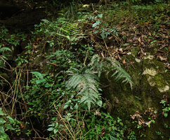 Impatiens maculata and Impatiens cordata on their seeping rock habitat among ferns and mosses, Mathikettan NP, Kerala, India