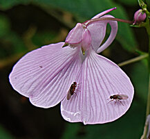 Impatiens maculata, flower visited by Drosophila flies, Mathikettan NP, Kerala, India