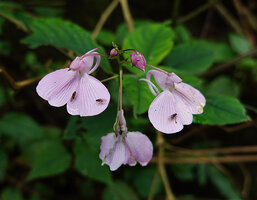 Impatiens maculata, racemose inflorescence, Mathikettan NP, Kerala, India