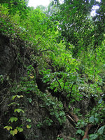 Impatiens mirabilis, population on vertical limestone rock, Khao Sok NP, Thailand