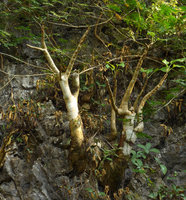 Impatiens mirabilis, swollen stems mostly defoliate in dry season on limestone cliff surrounded by a reviviscent Paraboea, close-up, Khao Sok NP, Thailand