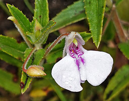Impatiens pallidiflora, a form hairy on all parts, Eravikulam NP, Kerala, India