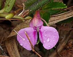 Impatiens pallidiflora, an almost glabrous form with pink flowers, Eravikulam NP, Kerala, India