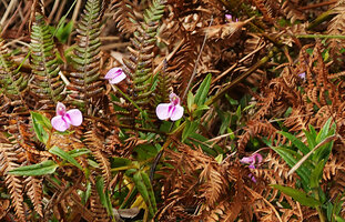 Impatiens pallidiflora at the base of a seeping rocky slope, Eravikulam NP, Kerala, India
