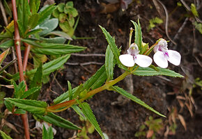 Impatiens pallidiflora, opposite almost sessile llinear leaves and flowers, Eravikulam NP, Kerala, India