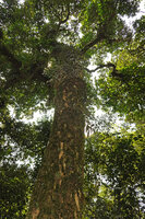 Impatiens parasitica, epiphyte at the top of the tree trunk, just under the main branches, mixed with an Aeschynanthus, Mathikettan NP, Kerala, India