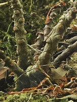Impatiens parasitica, succulent defoliated stems and tuberous base anchored on the tree bark by adventitious roots, Mathikettan NP, Kerala, India