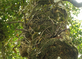 Impatiens parasitica, two branched individuals, totally defoliated during the dry season, Mathikettan NP, Kerala, India