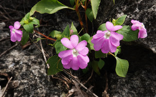 Impatiens platypetala flowering in sun exposed karst fissure, Rammang Rammang, Maros, South Sulawesi