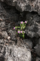 Impatiens platypetala in karst fissure, Rammang Rammang, Maros, South Sulawesi