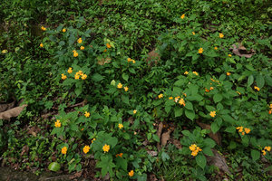 Impatiens platypetala subsp. aurantiaca, Bambapuang, Enrekang, South Sulawesi