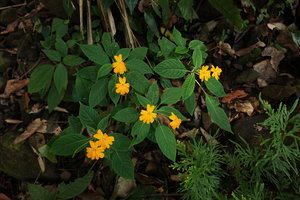 Impatiens platypetala subsp. aurantiaca in forest understory, Bambapuang, Enrekang, South Sulawesi