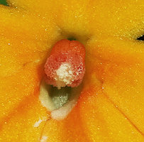 Impatiens platypetala subsp. aurantiaca, protandrous flower at male phase, red stamen cap covering the green ovary, Bambapuang, Enrekang, South Sulawesi