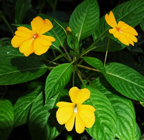 Impatiens platypetala subsp. aurantiaca, two top flowers at male stage due to protandry and one older flower at female stage just below, Bambapuang, Enrekang, South Sulawesi
