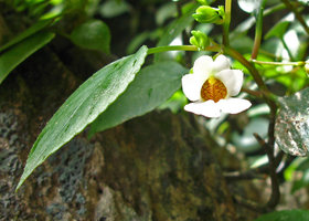 Impatiens ridleyi, flower close-up, Batu Caves, Malaysia