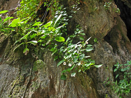 Impatiens ridleyi population flowering on vertical limestone rocks at cave entrance, Batu Caves, Malaysia