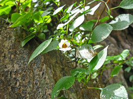 Impatiens ridleyi population on vertical limestone rocks, Batu Caves, Malaysia