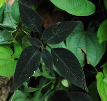 Impatiens sp., black leaved form, Phou Hin Poun NBCA, Khammouane, Laos