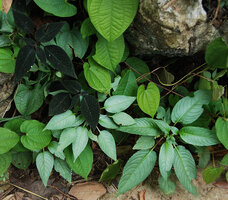 Impatiens sp., black, silver and greenish leaf forms growing side by side on vertical shaded karst, Phou Hin Poun NBCA, Khammouane, Laos