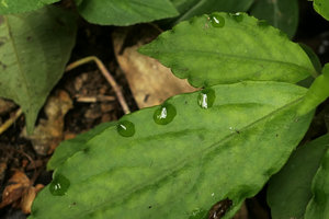 Impatiens sp. marginal toothed hydathodes excreting water in forest understory, Nam Cang, Sapa, Vietnam