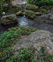 Impatiens verticillata, a saxicolous rheophyte in forest fast flowing stream, Munnar, Kerala, India