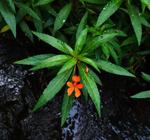 Impatiens verticillata, a single flower, Munnar, Kerala, India