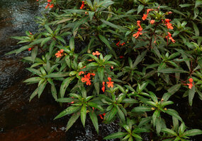 Impatiens verticillata, flowering stems, Munnar, Kerala, India