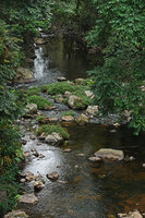 Impatiens verticillata, population covering the emerging rocks in a forest stream, Munnar, Kerala, India