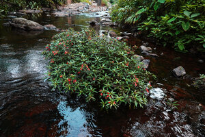 Impatiens verticillata, vegetative population covering an emerging rock in a fast flowing forest stream, Munnar, Kerala, India