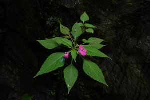 Impatiens walleriana on a seeping vertical rock, Prince Bernhard waterfall, Udzungwa NP, Tanzania