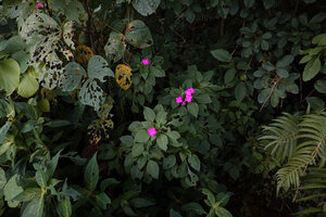 Impatiens walleriana on a seeping vertical rocky bank close to a waterfall, Uluguru Mt, Tanzania