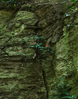 Impatiens walleriana on a vertical seeping rock close to a waterfall, Amani, East Usambara, Tanzania