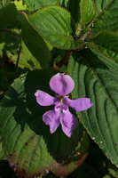 Impatiens zombensis, Zomba, Malawi