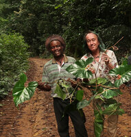 Innocent Medjo and Patrick Blanc holding a fruiting  specimen of Cercestis blancii, Ebodje, Campo, Cameroon, March 2018, photo by Marc Jeanson